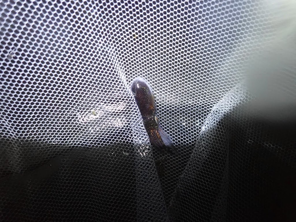 f:id:maicos555:20201228115719j:plain