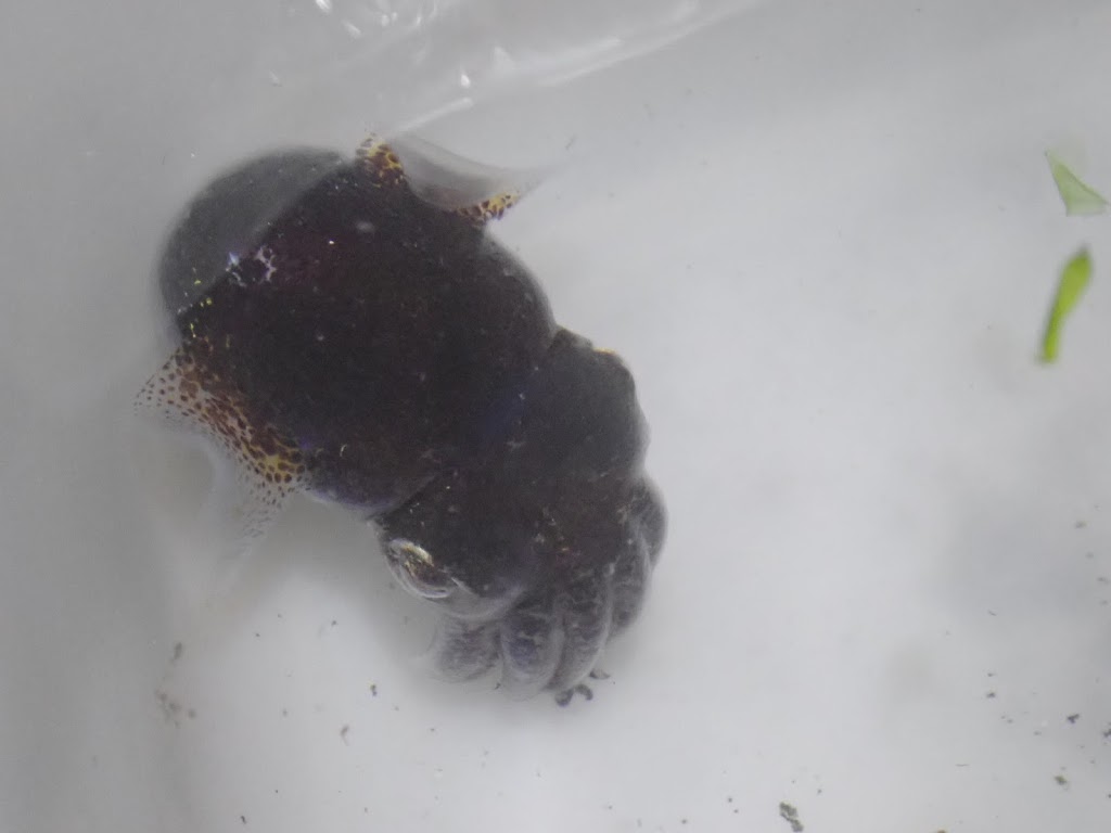 f:id:maicos555:20201228115736j:plain