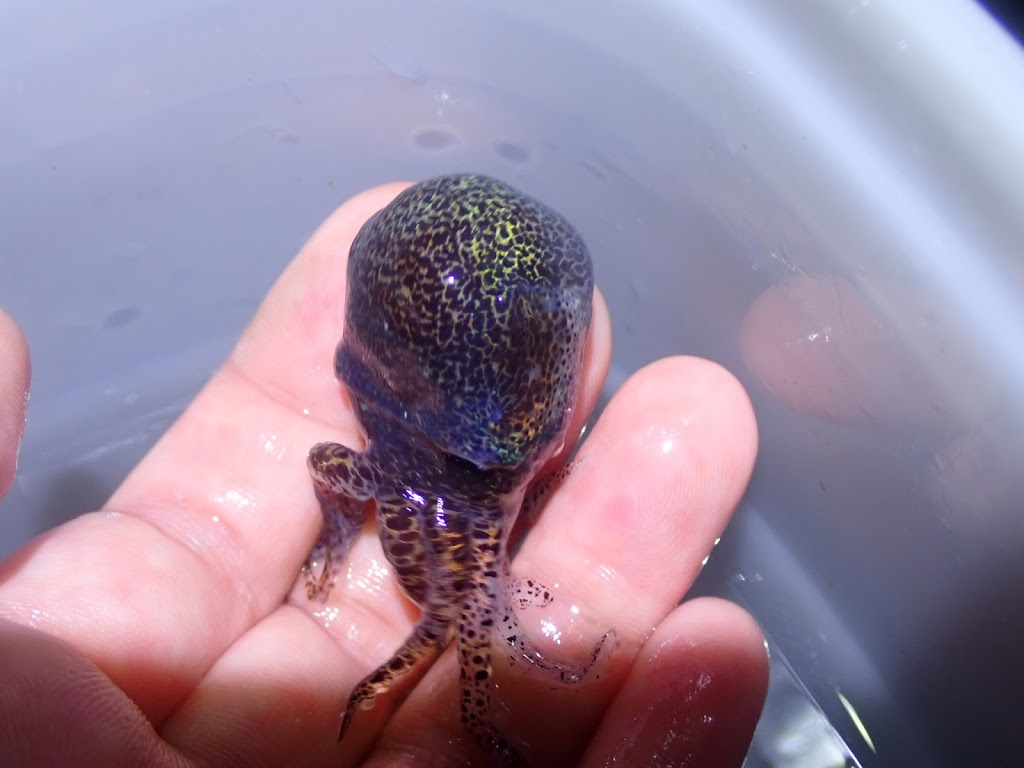 f:id:maicos555:20201228115752j:plain