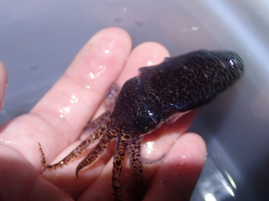 f:id:maicos555:20201228115813j:plain