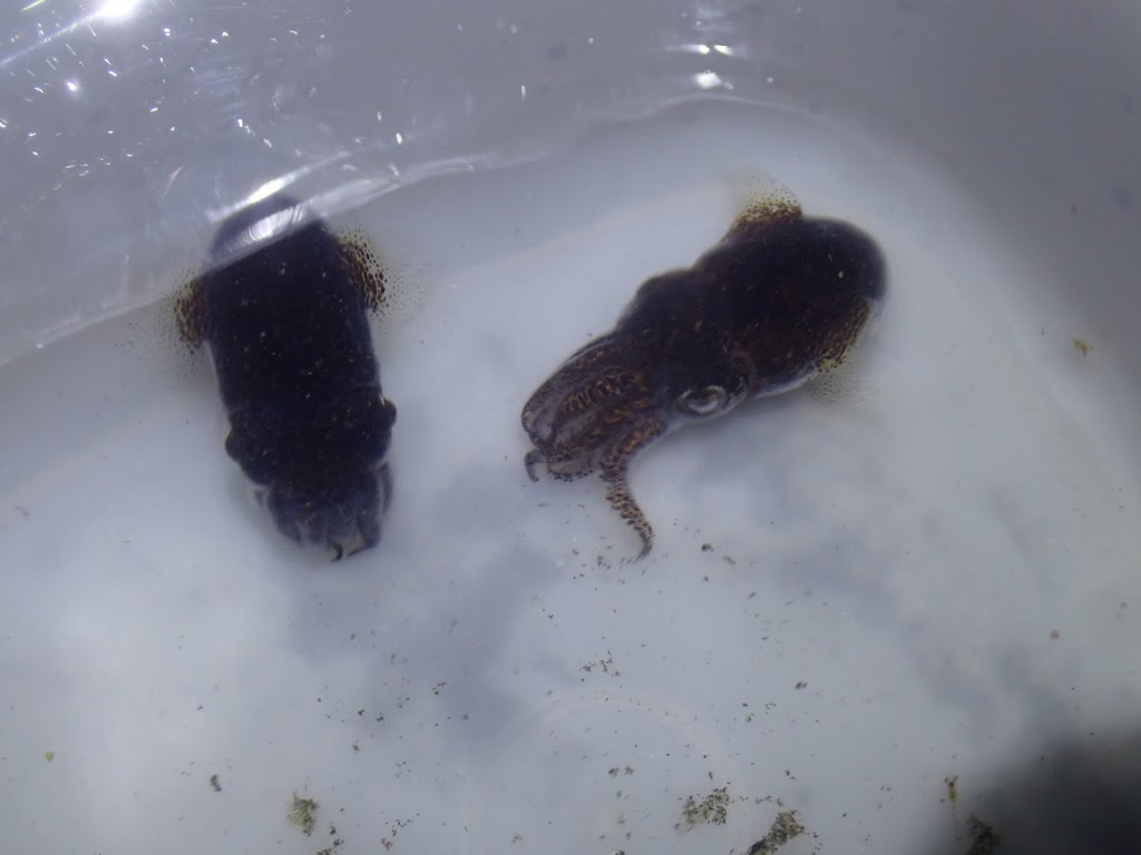 f:id:maicos555:20201228115838j:plain