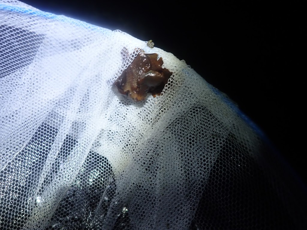 f:id:maicos555:20201228115922j:plain