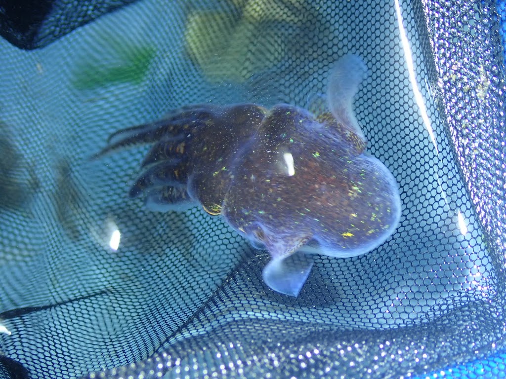 f:id:maicos555:20201228115942j:plain