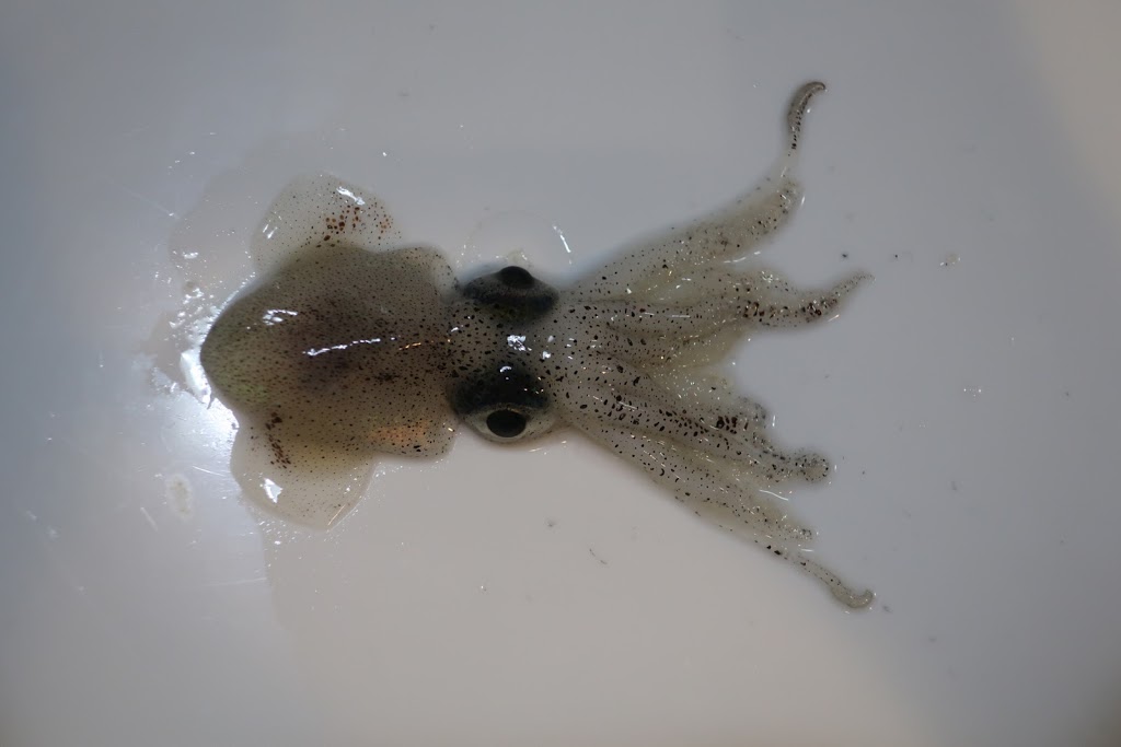 f:id:maicos555:20201228120109j:plain