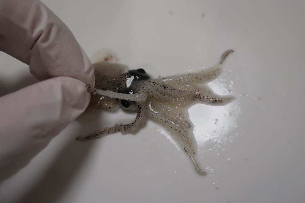 f:id:maicos555:20201228120124j:plain