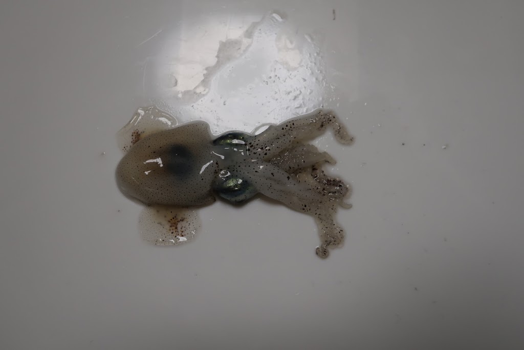 f:id:maicos555:20201228120155j:plain