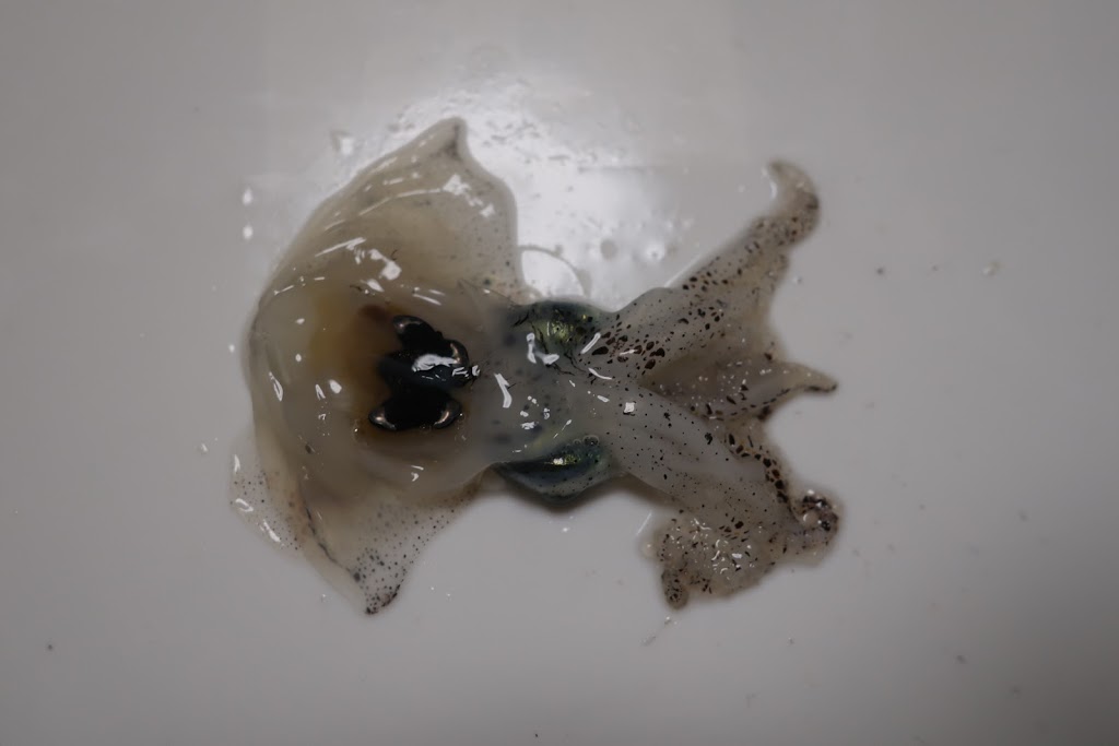 f:id:maicos555:20201228120209j:plain