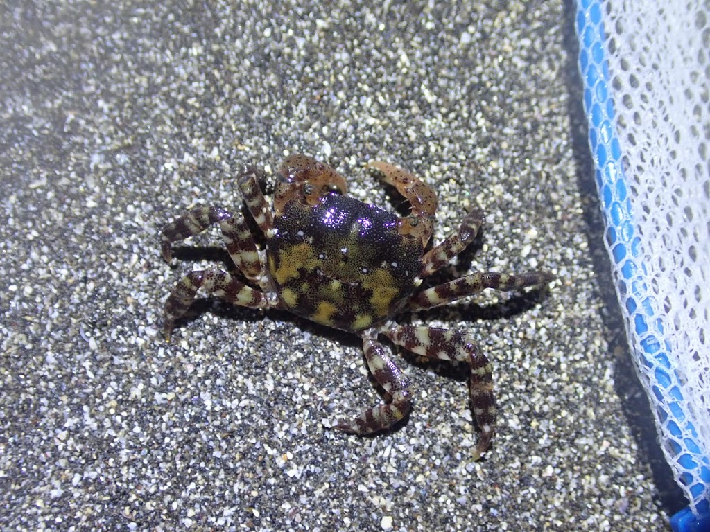 f:id:maicos555:20201228120444j:plain