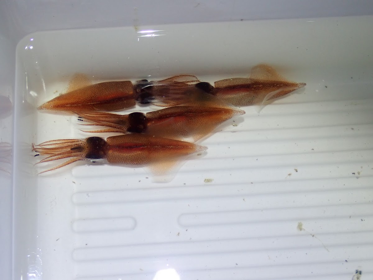 f:id:maicos555:20201229112652j:plain