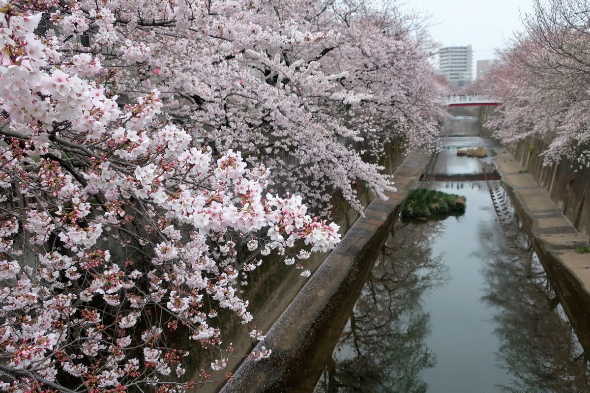 f:id:maicos555:20201229145145j:plain