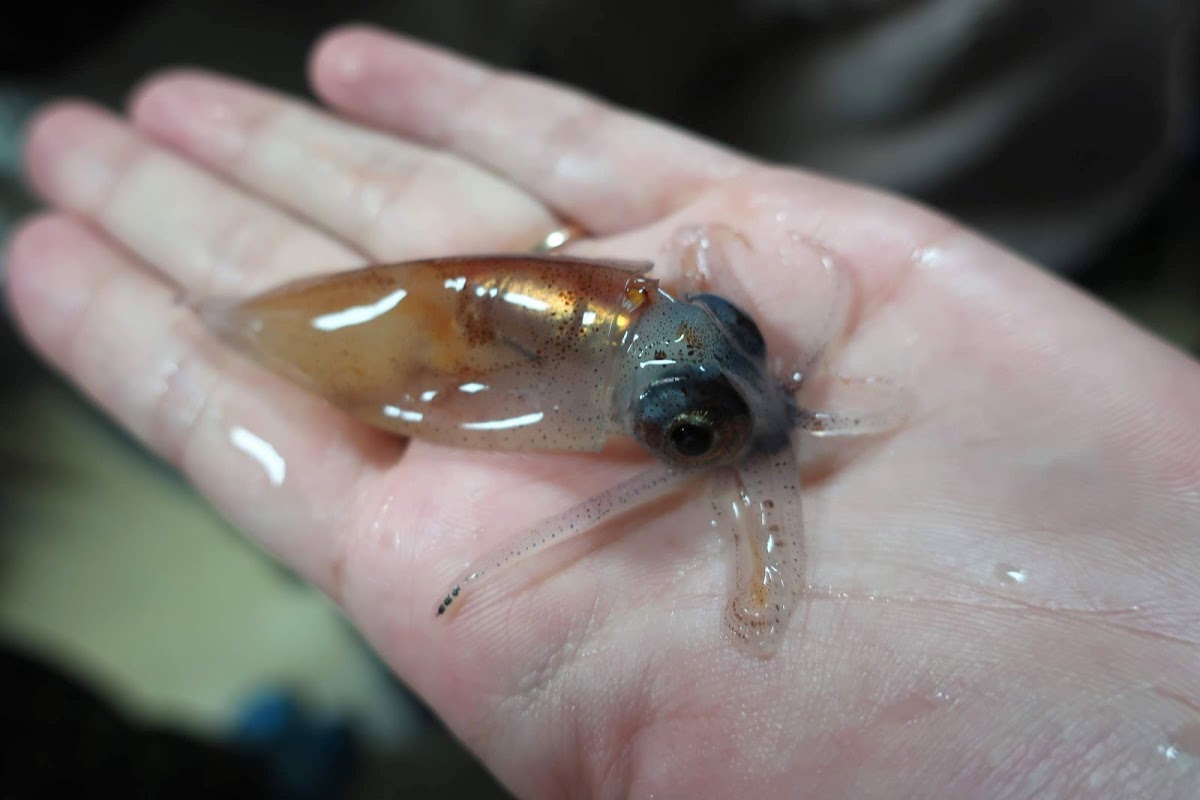 f:id:maicos555:20201229145413j:plain