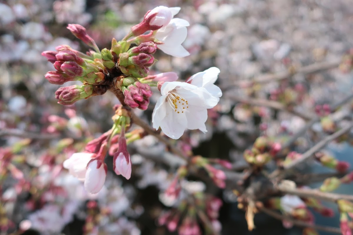 f:id:maicos555:20201229145425j:plain