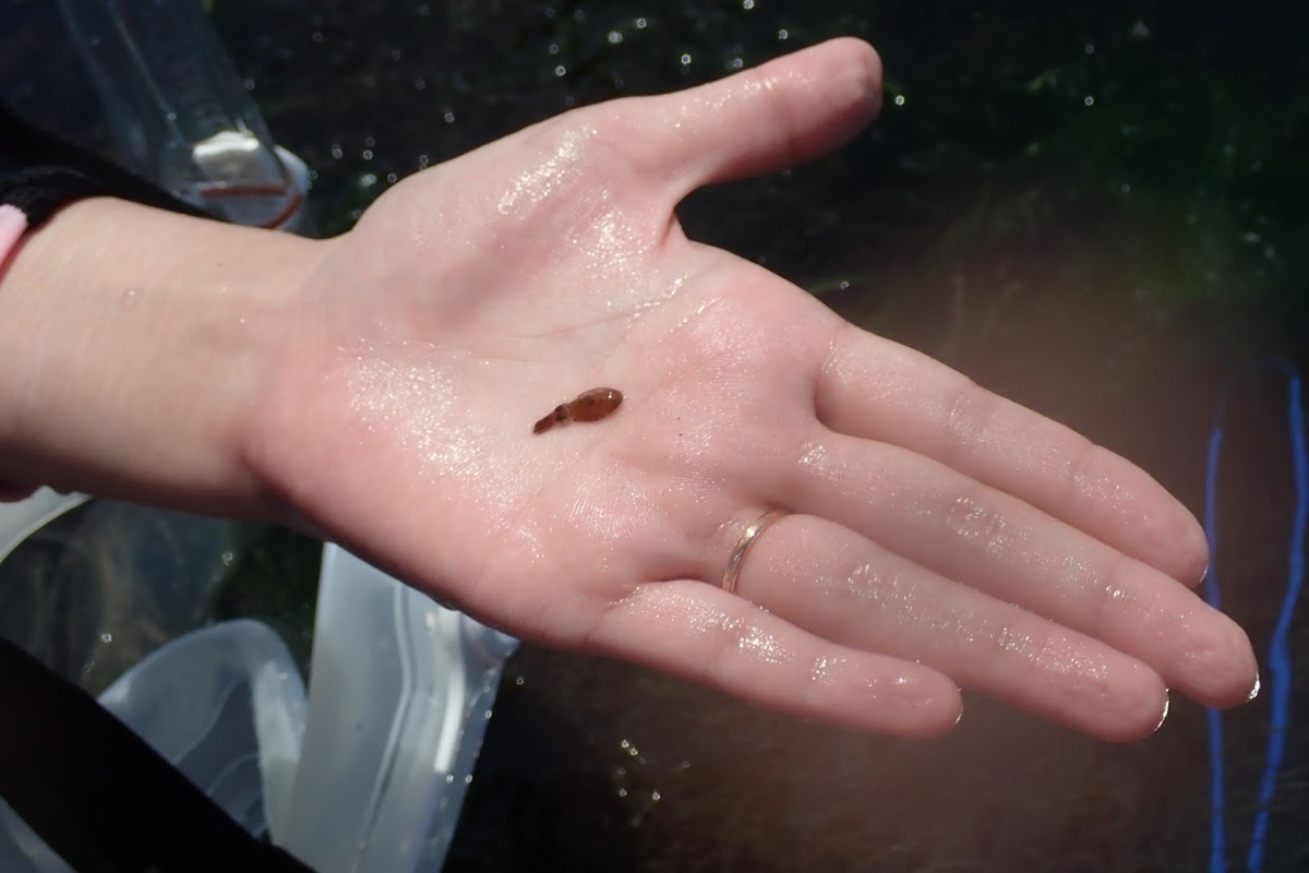 f:id:maicos555:20201229151716j:plain