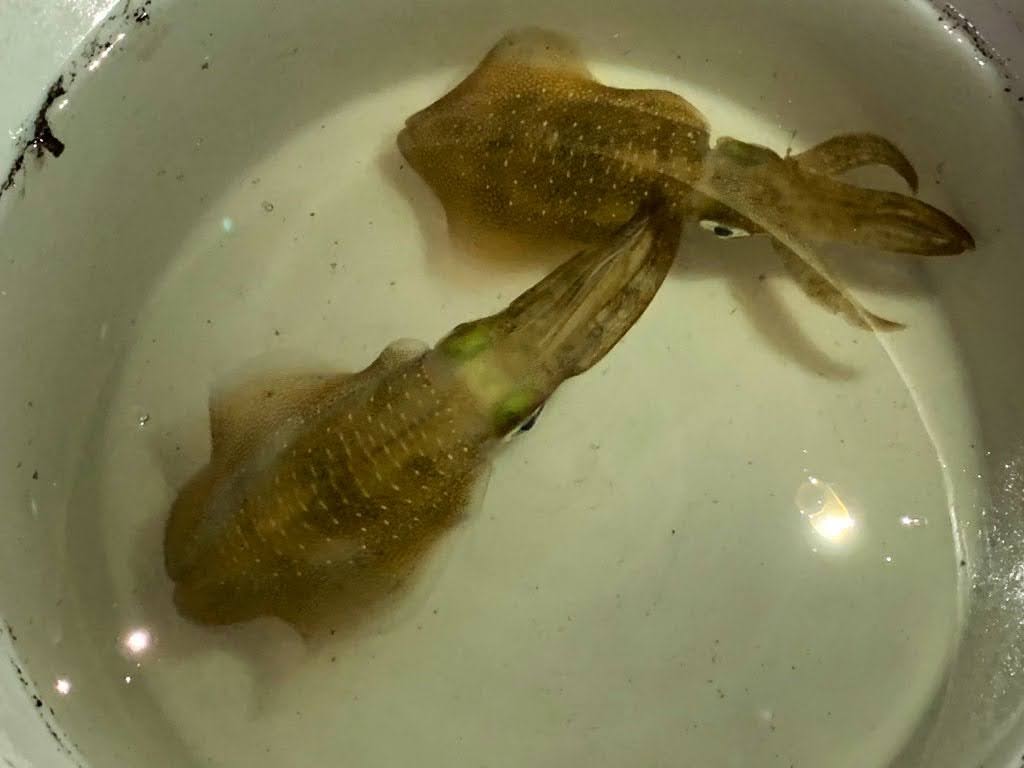 f:id:maicos555:20201229155721j:plain