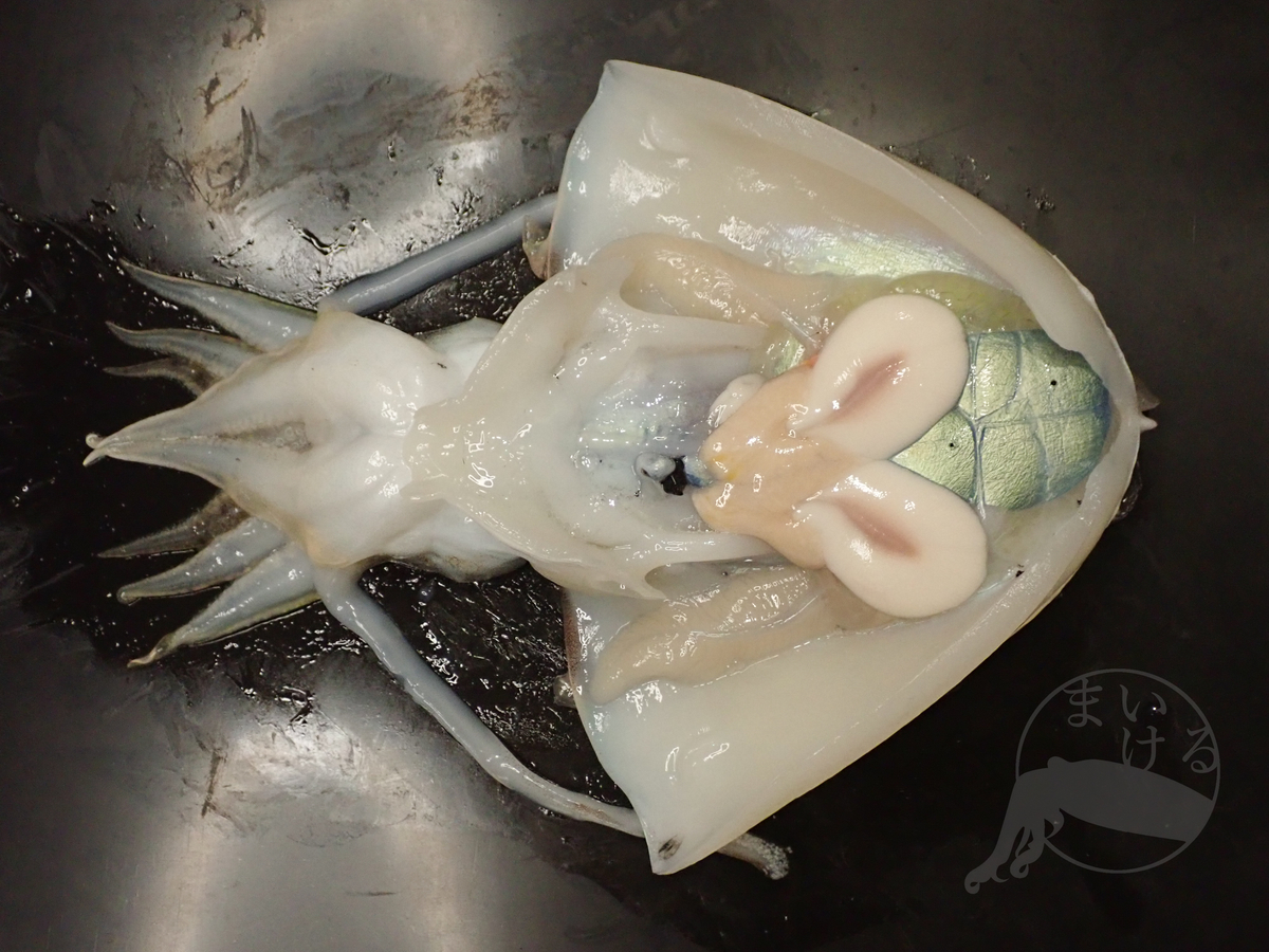 コウイカとは 動植物の人気 最新記事を集めました はてな コウイカとは 動植物の人気 最新記事を集めました はてな