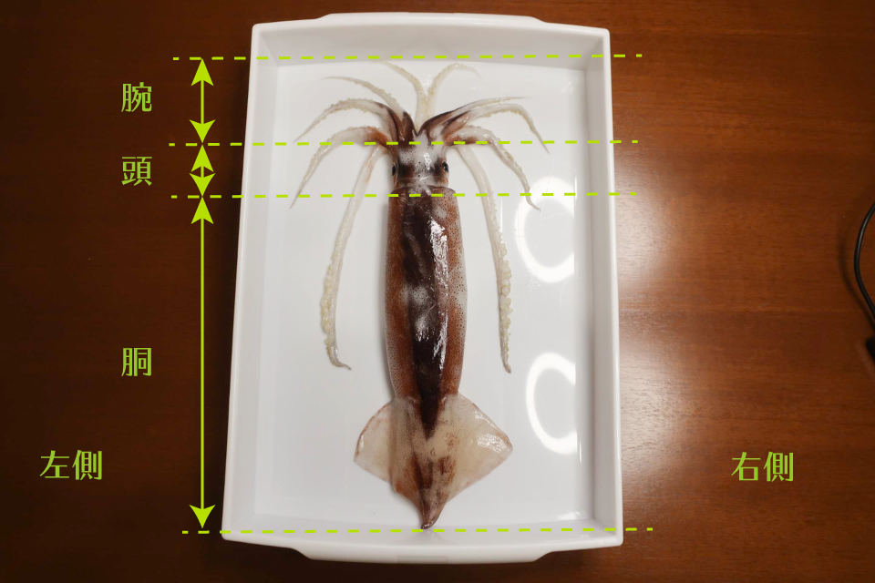 スルメイカの全身写真。部位の名前を解説しているもの。