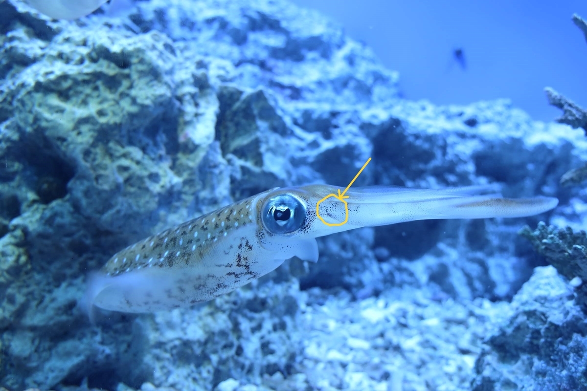 アオリイカの写真で口の位置をマークアップしたもの