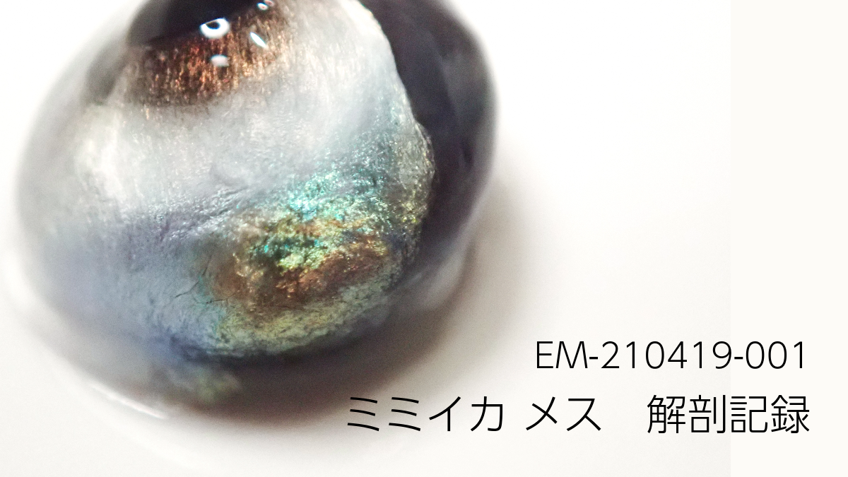 ミミイカ_メス_成熟度3a_EM-210419-001 - 佐野まいけるのイカ解剖ログ