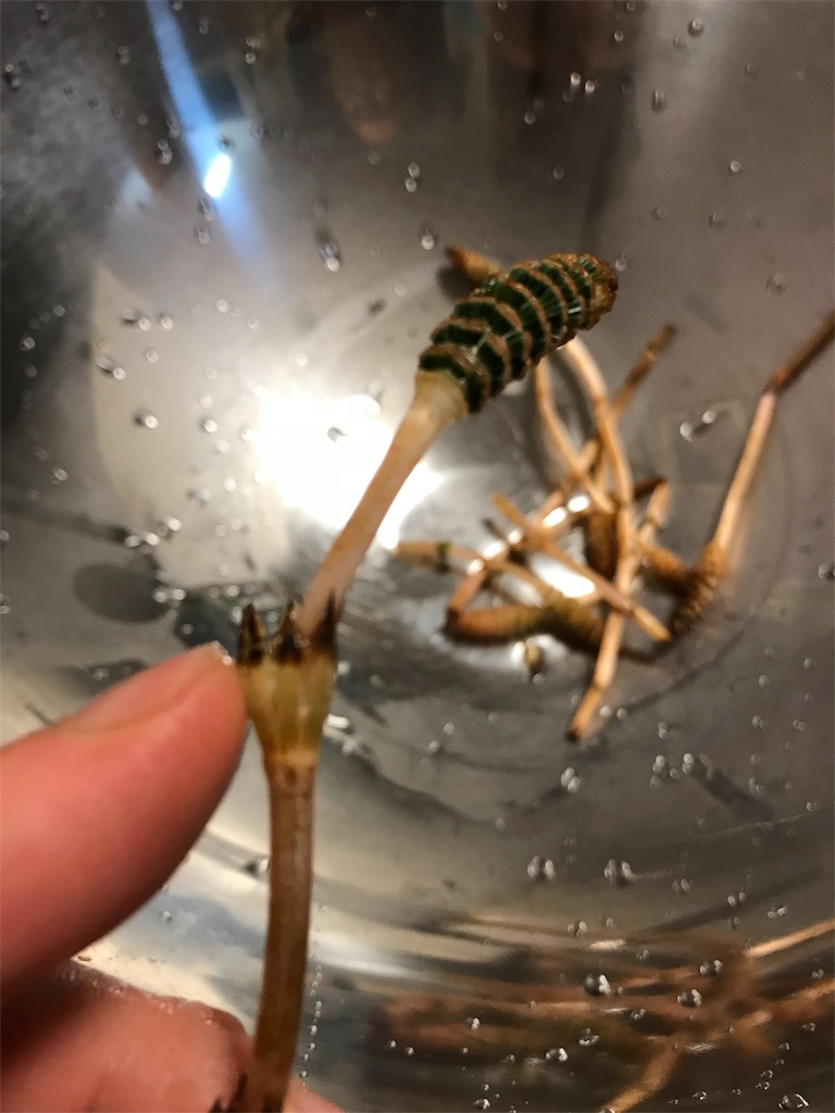 f:id:maido-doumo-naoyadesu:20180314144328j:plain f:id:maido-doumo-naoyadesu:20180314144328j:plain