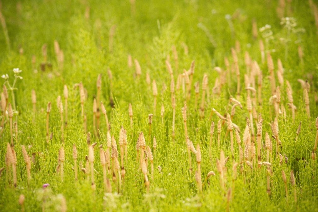 f:id:maido-doumo-naoyadesu:20180314155232j:plain f:id:maido-doumo-naoyadesu:20180314155232j:plain