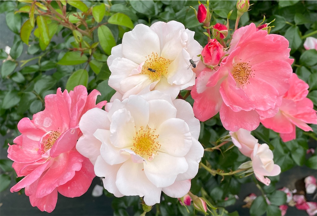 f:id:maido-mandara:20230525201323j:image