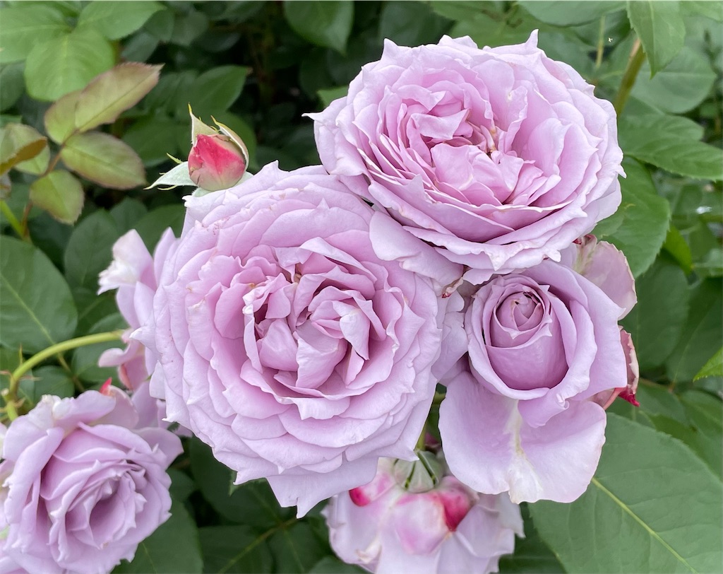 f:id:maido-mandara:20230525201331j:image