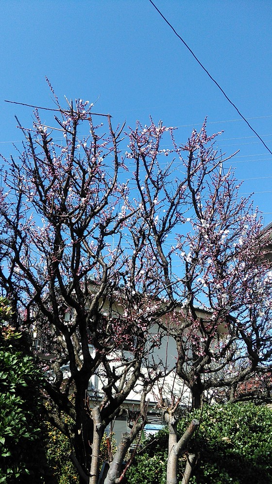 f:id:maikelham:20190306135437j:plain f:id:maikelham:20190306135437j:plain
