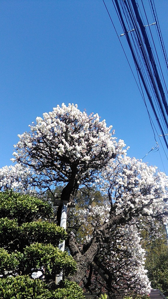 f:id:maikelham:20190306141333j:plain f:id:maikelham:20190306141333j:plain