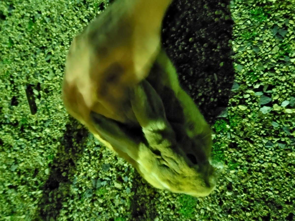 f:id:maikeruexe:20201123232122j:plain