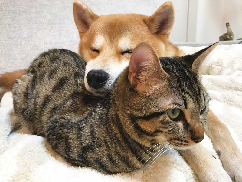 f:id:maiko0906:20190624235002p:plain f:id:maiko0906:20190624235002p:plain