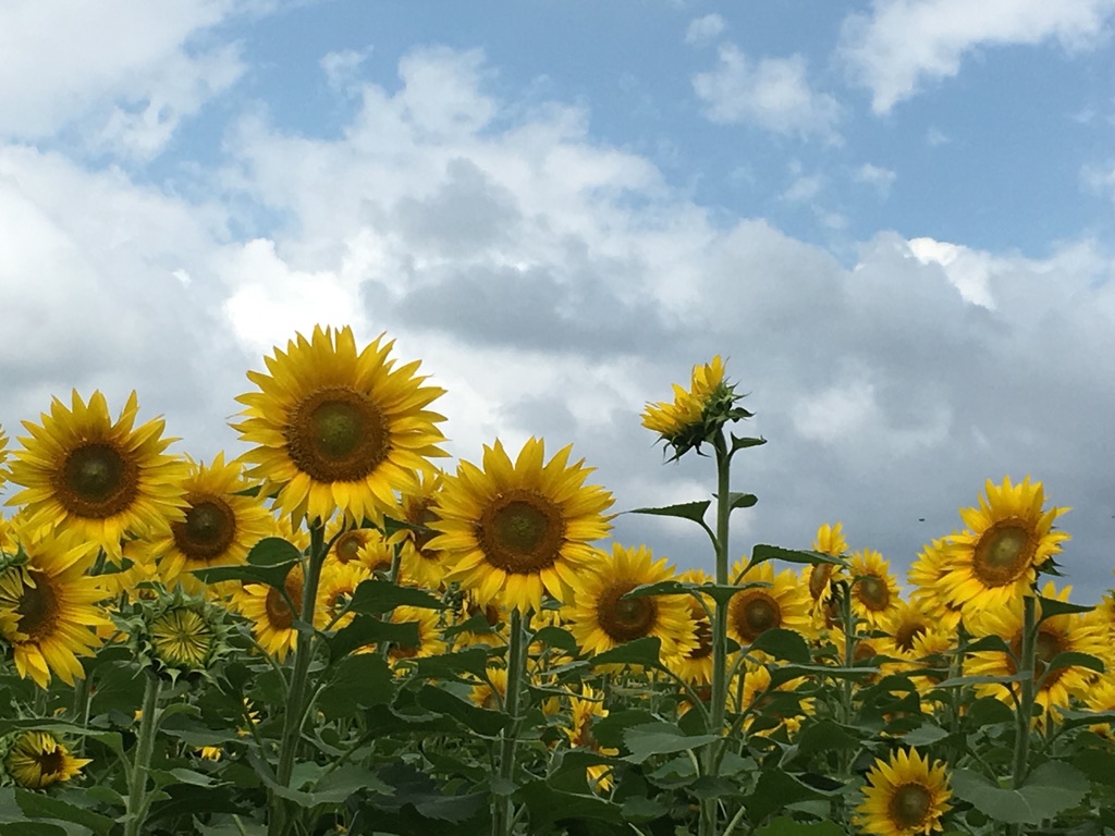 f:id:maiko0906:20190811131652j:plain f:id:maiko0906:20190811131652j:plain