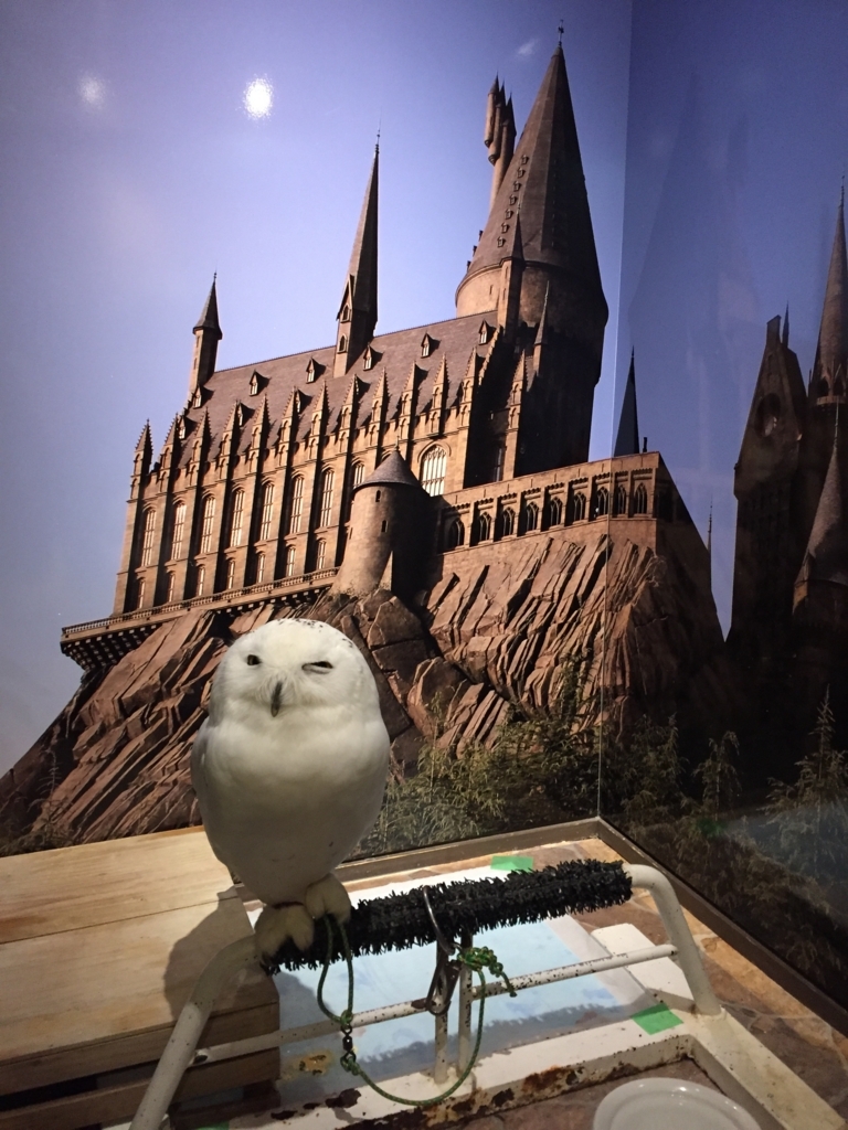 f:id:maikocho:20171001193426j:plain f:id:maikocho:20171001193426j:plain