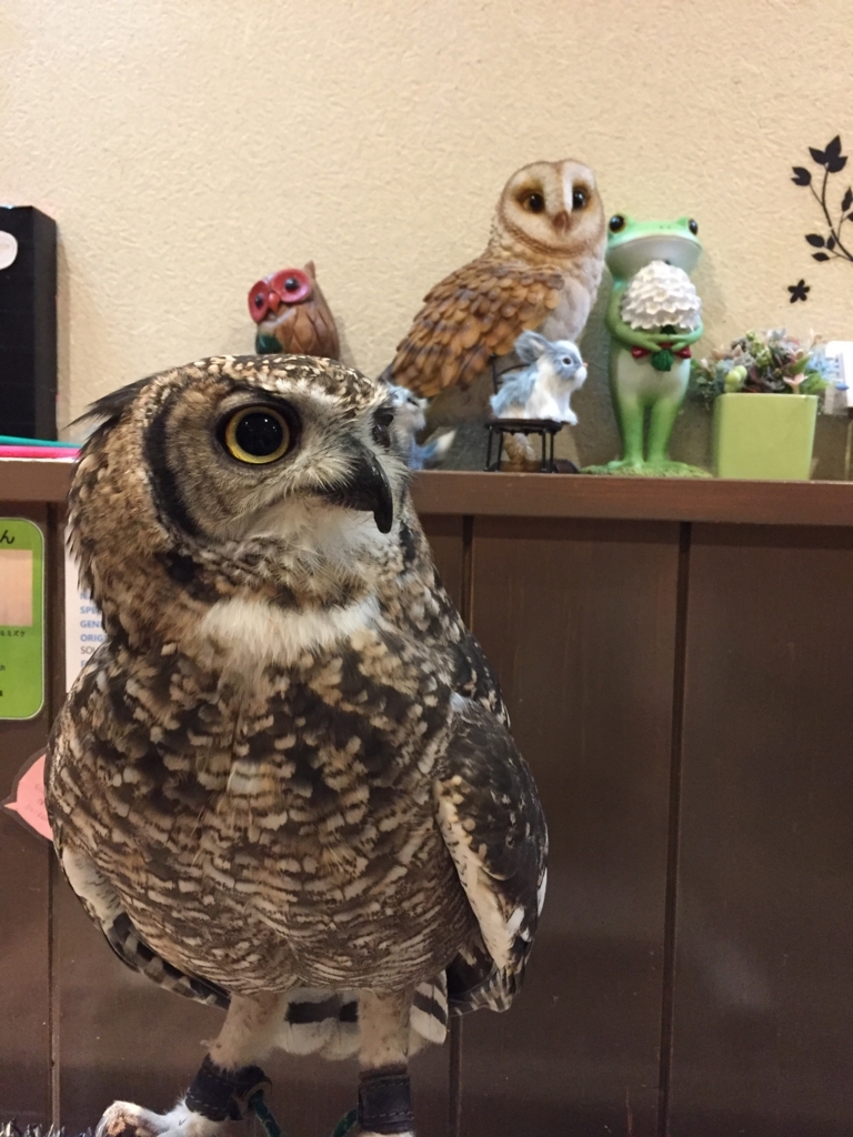 f:id:maikocho:20171001194601j:plain f:id:maikocho:20171001194601j:plain