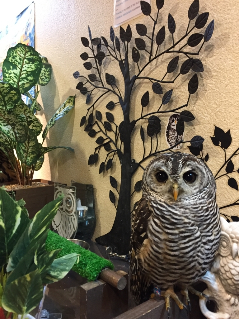 f:id:maikocho:20171001201007j:plain f:id:maikocho:20171001201007j:plain