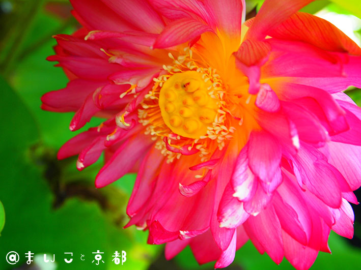 f:id:maikoto:20180719055503j:plain f:id:maikoto:20180719055503j:plain