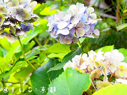 f:id:maikoto:20180813020609j:plain f:id:maikoto:20180813020609j:plain
