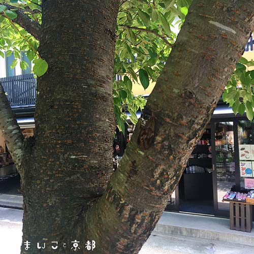 f:id:maikoto:20180813023723j:plain f:id:maikoto:20180813023723j:plain