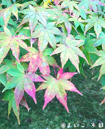 f:id:maikoto:20181101021951j:plain f:id:maikoto:20181101021951j:plain