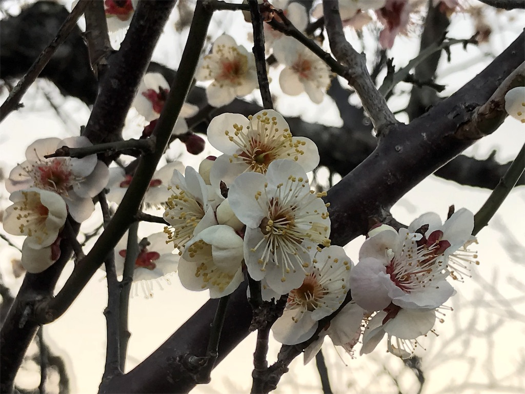f:id:maikoyamane:20180306231035j:image f:id:maikoyamane:20180306231035j:image