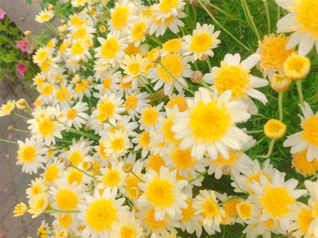 f:id:maimai812:20200416131859j:image