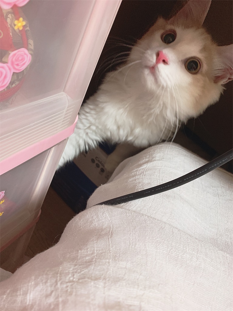 f:id:maimaiblogkun:20190718000315j:image