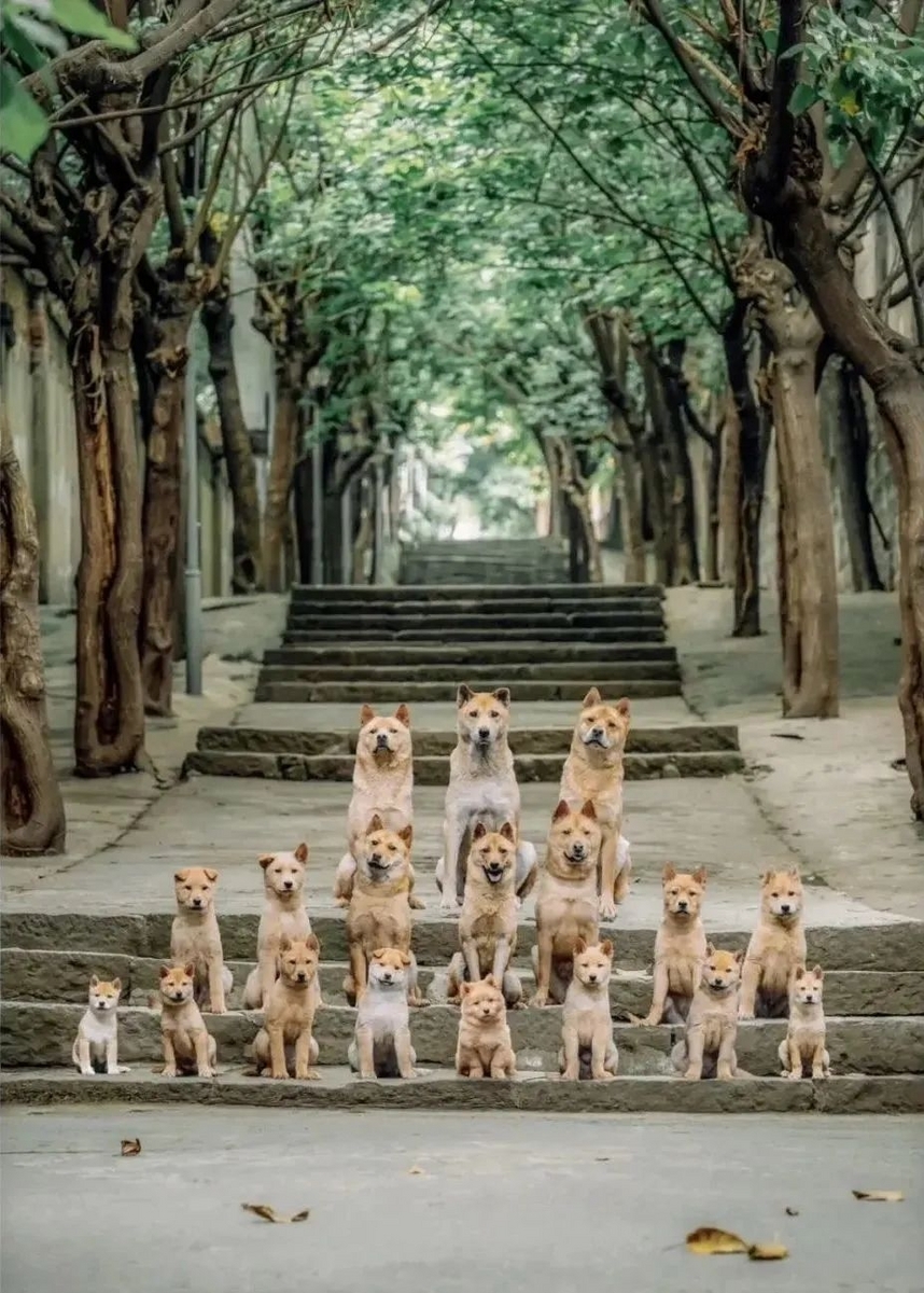 番犬ハチ公 忠犬八公 hachiko - 江湖迷人