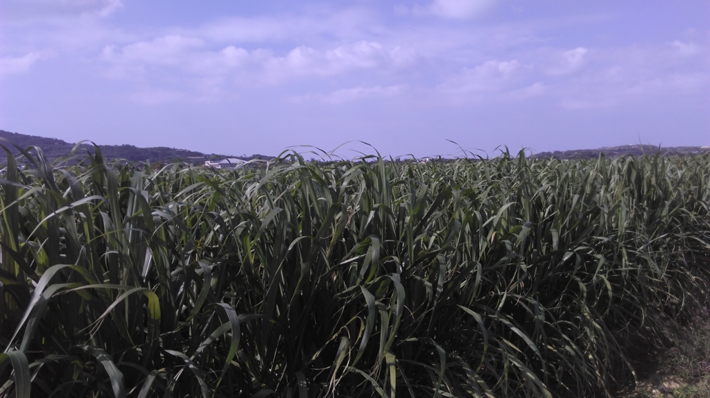 f:id:mainichigaumaretate:20170428090506j:plain