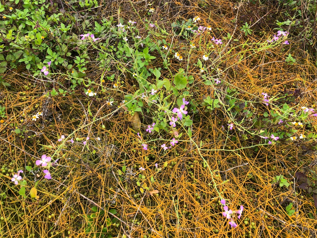 f:id:mainichigaumaretate:20180314103814j:image