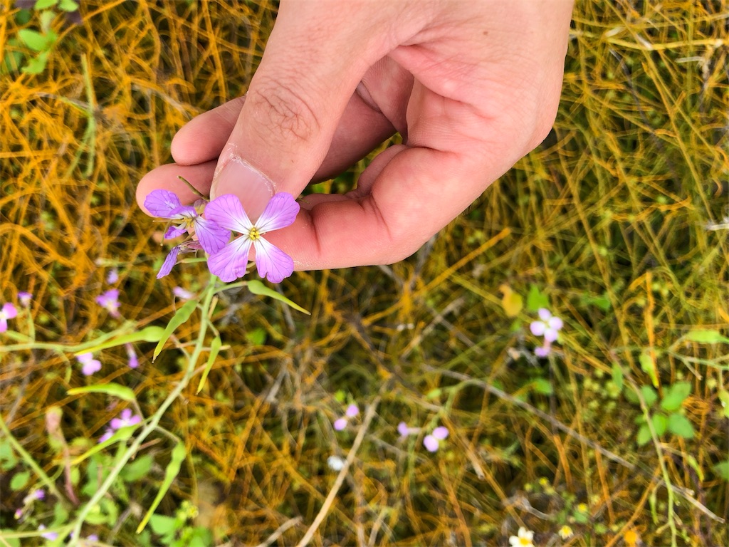 f:id:mainichigaumaretate:20180314103827j:image f:id:mainichigaumaretate:20180314103827j:image