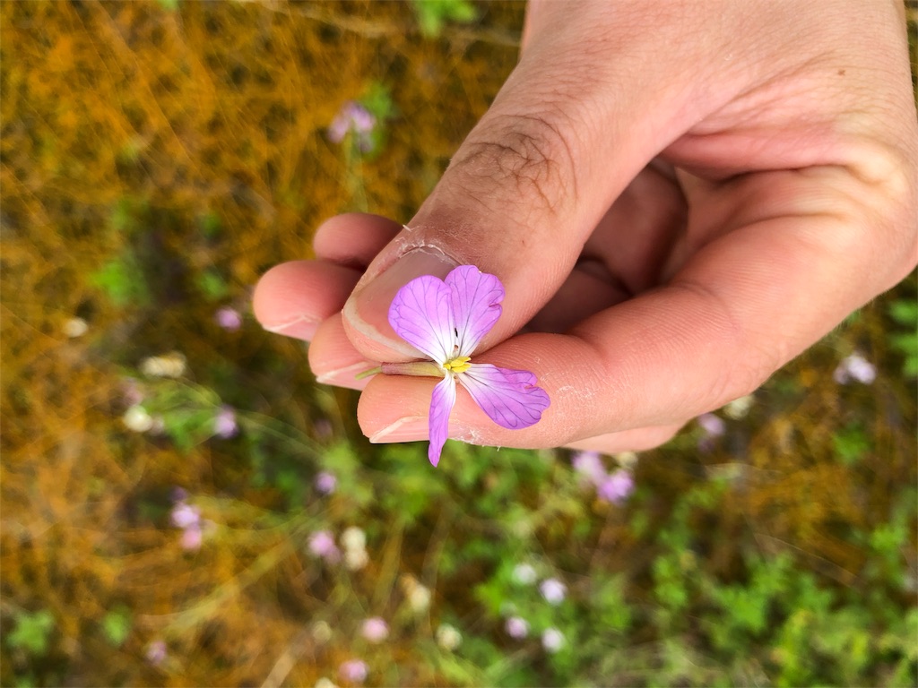 f:id:mainichigaumaretate:20180314103937j:image f:id:mainichigaumaretate:20180314103937j:image