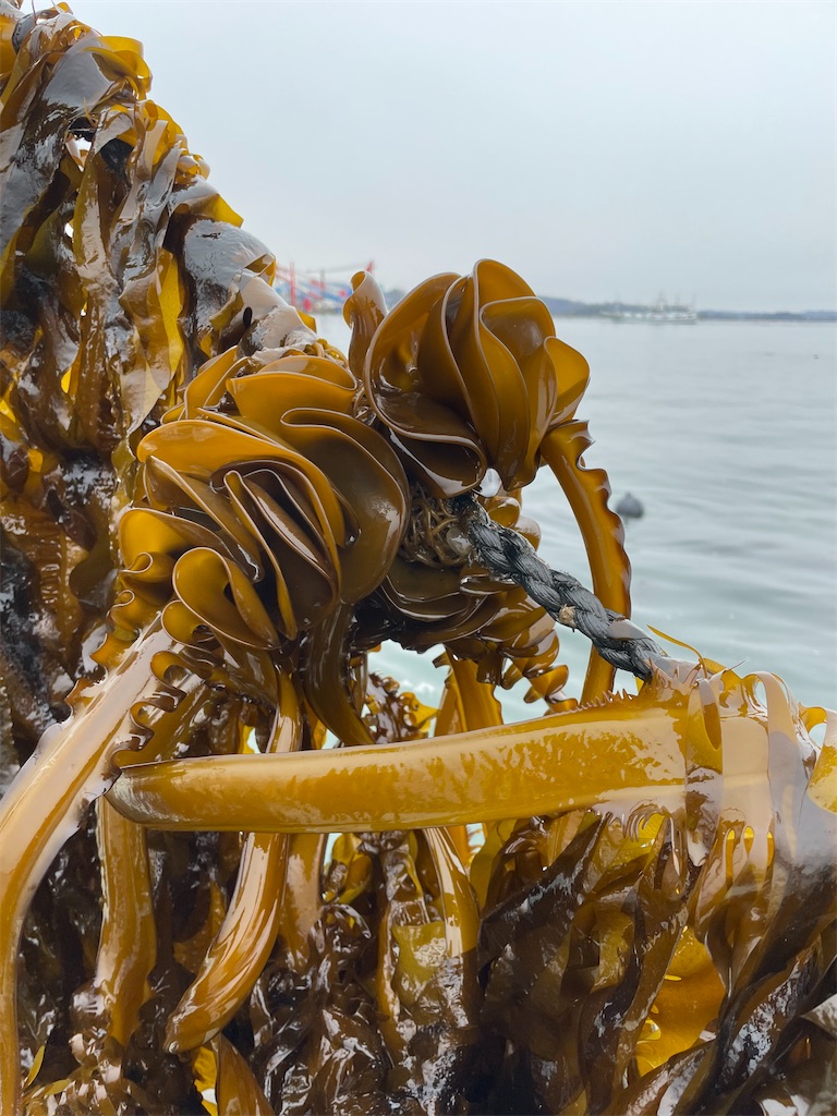 f:id:mainichismaile:20250412211930j:image f:id:mainichismaile:20250412211930j:image