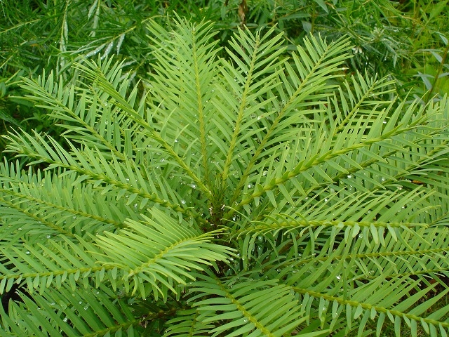 f:id:maint:20080621224729j:image