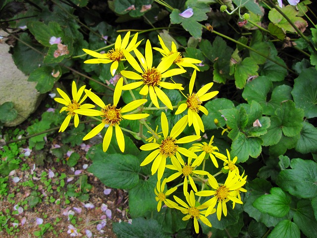 f:id:maint:20091031224222j:image