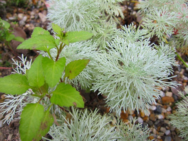 f:id:maint:20091031224240j:image